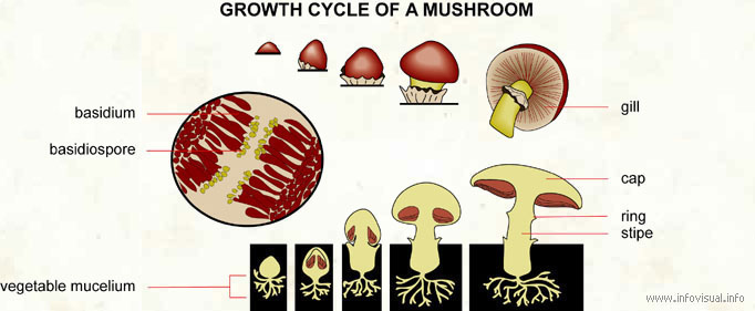 Growth cycle of a mushroom
